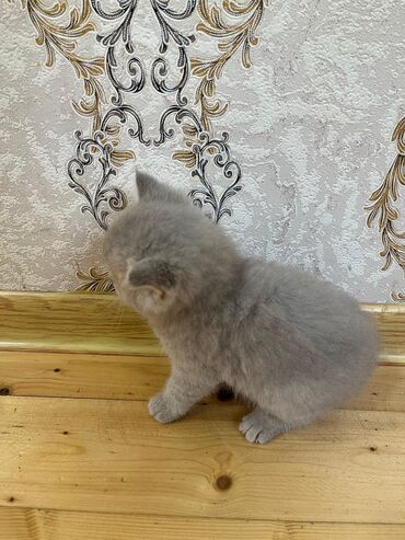 отдам котят в добрые руки: Şotland, Erkək, Dişi, Yaxşı əllərə, Ünvandan götürmə, Ödənişli çatdırılma, Rayonlara çatdırılma