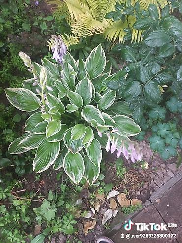 Другие садовые цветы и кустарники: Ново Покровка — 11