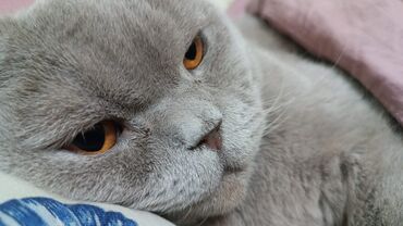 собака купить: Шотландская вислоухая кошка (Scottish Fold), окрас — лиловый Пропал
