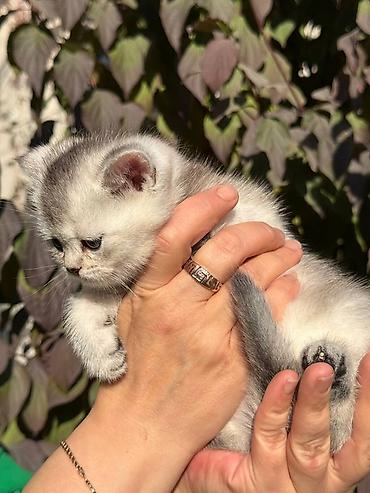 Мышыктар: На БРОНЬ! Котята-Серебристой и Золотой Шиншиллы.дата рождения — 5