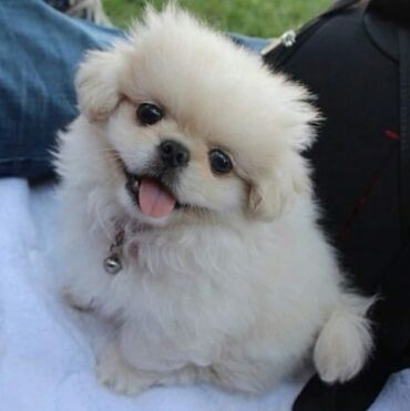 pekines itleri: Pekines, 2 ay, Dişi, Peyvəndli, Ünvandan götürmə