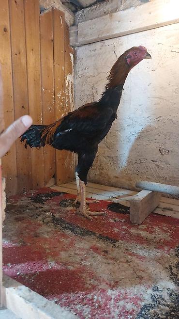 cücə və xoruz: Məhsul: Uzunboyun yerli döyüş tipli xoruz (qamətli, sərt sümüklü) — 6