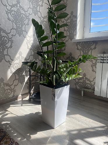 денежный дерево: Долларовое дерево Замиокулькас (ZZ-plant) в современном высоком кашпо — 1