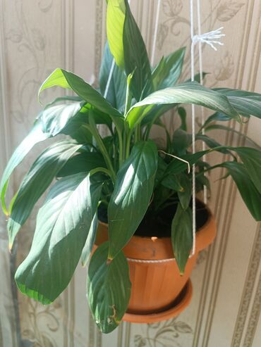 прямой диван: Спатифиллум (Spathiphyllum) - Пышный куст с крупными глянцевыми