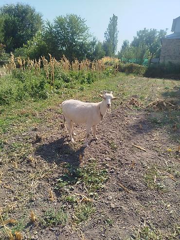 кормушка для рыб в аквариум: Продаю | Коза (самка) | Для молока — 1