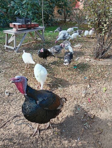 Hinduşka: Dişi, Kanada, Amerika, Damazlıq, Ünvandan götürmə — 14