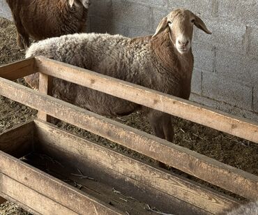 продажа баранов в бишкеке: Продаю | Овца (самка) | Арашан | Для разведения | Матка