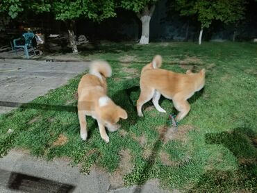 cupavi psi: Stenci Akita Inu (Japanska Akita) stari cetiri meseca, vakcinisani i