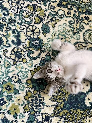 я ищу котенка: Беспородная, 2 месяца, Девочка, Биколор — 1
