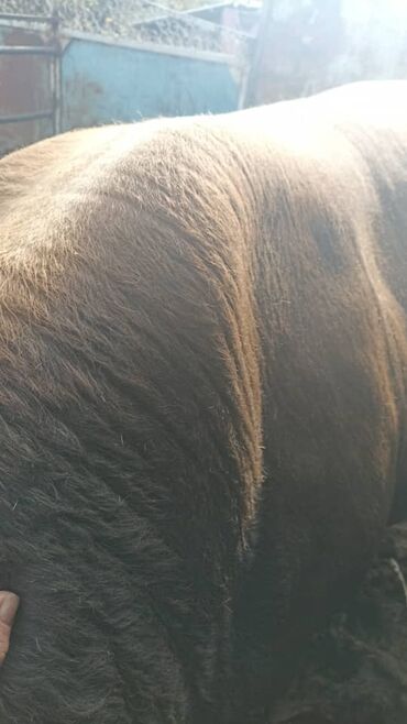 купить стаффордширского терьера: Сатам | Бука (эркек) | Асыл тукумдуу, Жасалма жол менен боозутуу