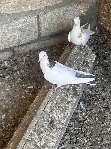 amadin qusu: Saglam heyvanlar hecbir problemi yoxdu cüt deyiller qirmizi boyun — 1