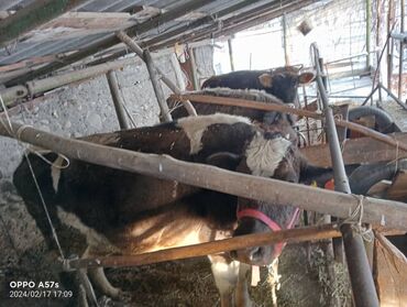 Коровы, быки: Продаю | Корова (самка) | Голштин