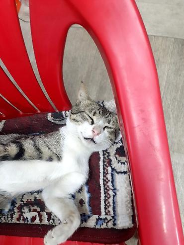 кошка купить бишкек: 2 года, Мальчик — 3
