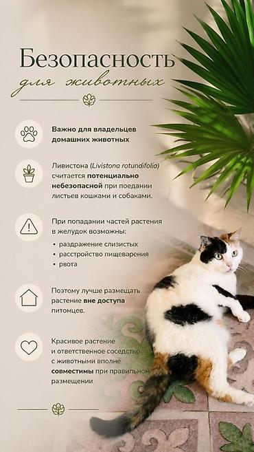 фитолампа: В единственном экземпляре с кашпо продается веерная пальма Ливистона😍 — 9