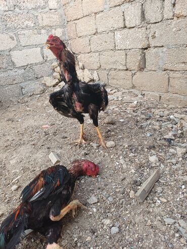 Akvariumlar: Xoruz, Heyratı, il: 1, Ünvandan götürmə