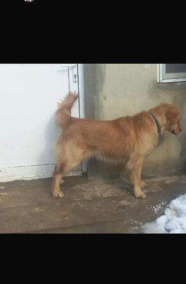 cütlük: Retriever, 4 il, Erkək, Peyvəndli, Ünvandan götürmə — 2