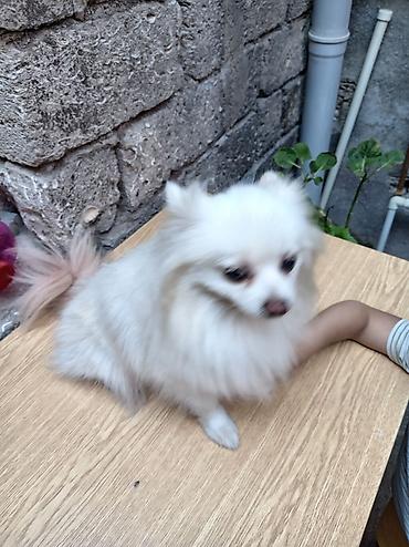 pomeranian it: Şpitz, 1 il, Dişi, Peyvəndli, Ünvandan götürmə — 2