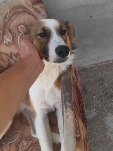 İtlər: KÖÇÜRÜK DEYƏ ÖZ İTLƏRİMDİ ETİBARLİ ƏLLƏRƏ VERİLİR SİYƏZƏNDƏN — 16