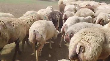 toyuq ucuz qiymete: Dişi, il: 1, Damazlıq, Pulsuz çatdırılma — 9