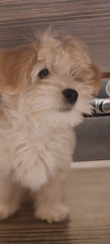 Psi: Na prodaju štene mužijaka havanskog bišona, izložbenog potencijala na lalafo.rs — 2 Psi: Na prodaju štene mužijaka havanskog bišona, izložbenog potencijala — 2