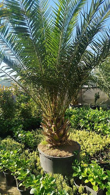 paulownia agaci: 0508987540)ad:Gülər🪴HərnövDekor Gül Ağac Sifarişi Satişi Bütün — 10