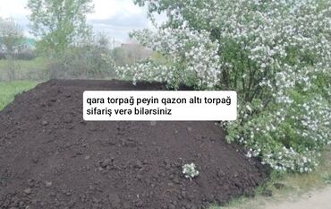 Çöl bitkiləri: Məhsul: Qara torpaq, peyin və qazon altı torpaq Təsvir: - Təmiz