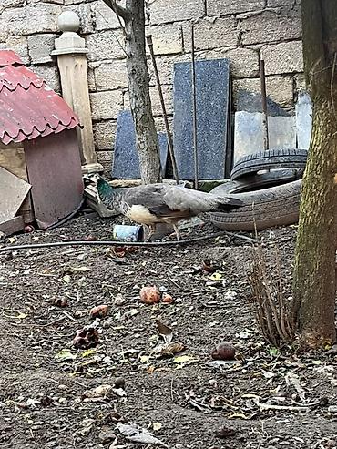 at satisi: Salam Dişi Tovuz quşudur Təkdir satıram real alıcya cüzi endirim — 2