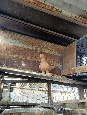 Птицы: Продаю молодых голубей 1 шт стоит пятьсот сом окончательно родители — 6