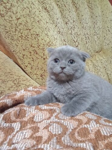 продаю в связи: Скотиш Фолд (Шотландская вислоухая), 1 месяц, Девочка, Голубой, Приучена к лотку