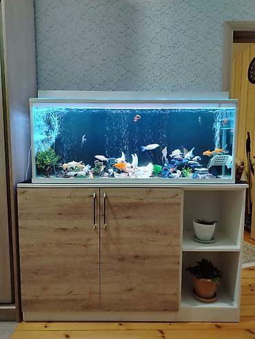 canli baliq: Dördbucaq akvarium, Balıqlarla birlikdə, 150 l — 3