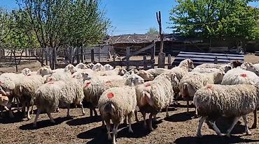 Dişi, il: 1, Damazlıq, Pulsuz çatdırılma