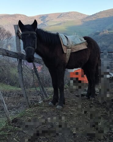 ereb keçisi: Erkək, Ərəb, il: 2, Ünvandan götürmə