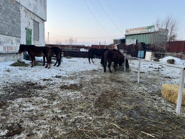 Лошади, кони: Продаю | Кобыла (самка) | Полукровка | Для разведения | Племенные — 7