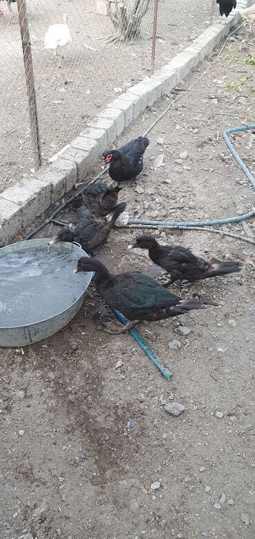 аквариум в баку: Muscovy ördəkləri (indiye qədər “indoutka” kimi tanınır) – qara