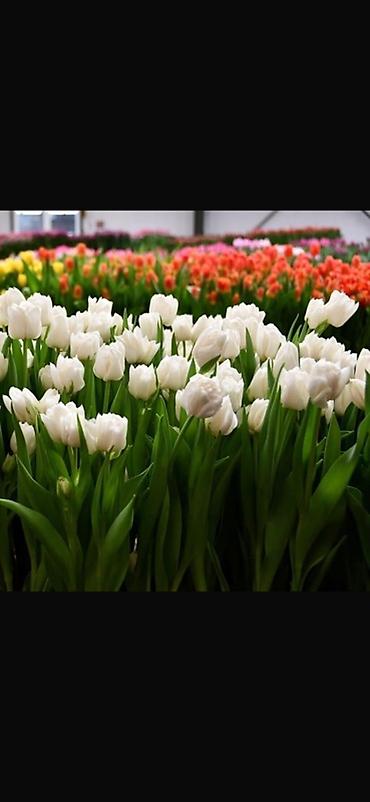 Букеты из живых цветов: Тюльпаны с теплицы — свежесрезанные, на крепком стебле, с тугими — 1
