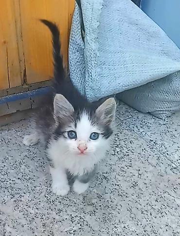 pişik satılır lalafo: Dişi, Yaxşı əllərə — 3