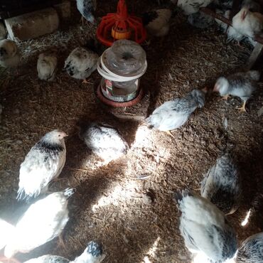 Toyuqlar: F6-serebrist cücələr satılır vitamin və dərmanlar verilib tam sağlam -da lalafo.az — 3 Toyuqlar: F6-serebrist cücələr satılır vitamin və dərmanlar verilib tam sağlam — 3