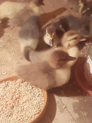 balaca cücə: 17 dene 3 gunluk ordek balalari biri 4 azn . 055 880. 85. 29 — 1