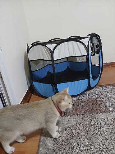cins heyvanlar: Pişik üçün aksesuarlar dəsti - Qatlana bilən oyun/kökəndirmə evi — 2