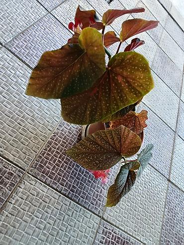 çiçəklər: 🌿Begoniya maculata (albalı-muncuqlu begoniya) – dekorativ yarpaqlı və — 4
