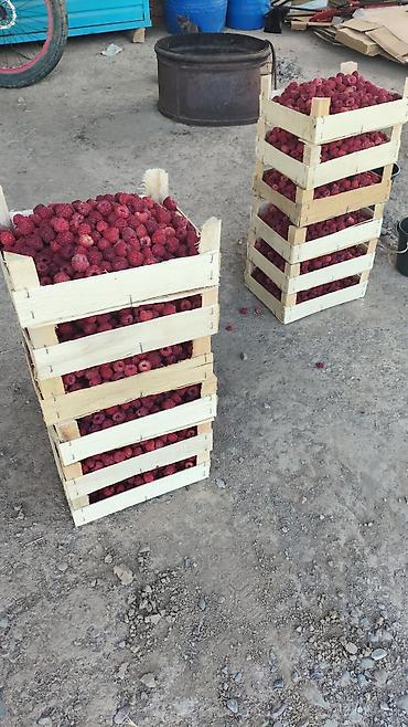 Кулпунай: Продаю малину кара-балта 260 — 3