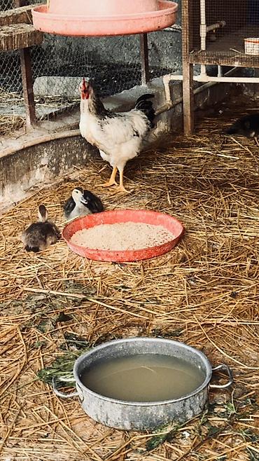 lal ordek balasi: Muscovy ördək balaları (barbariska) – təsərrüfatda böyüdülmüş, aktiv — 1