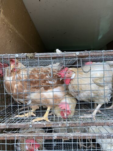 курица живая: Продаю | Куры, Инкубационные яйца | Хай-Лайн Соня Грей | Несушки