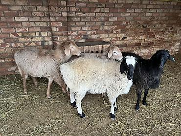 Баран, овца: Продаю | Баран (самец) — 2