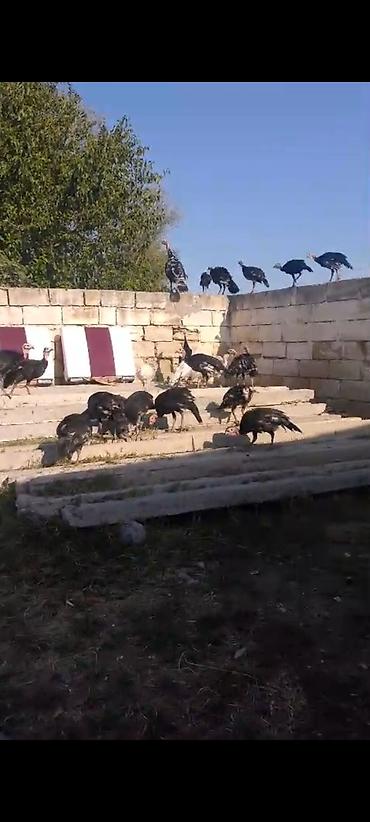 kənd toyuq: 3ayliq 2.300 kq 20 denedianalari ile satilmasi mumkundur real aliciya — 3
