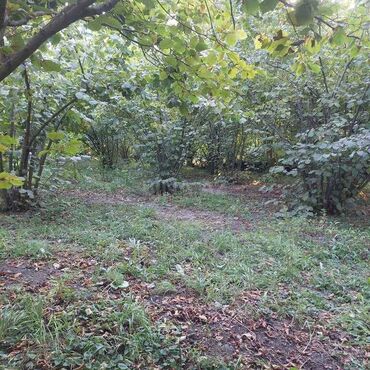 Torpaq sahələrinin satışı: 12 sot, Tikinti, Mülkiyyətçi, Kupça (Çıxarış) — 11