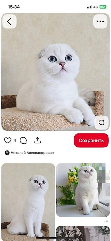 ххх с животным: Шотландские вислоухие кошки (Scottish Fold) — — 4