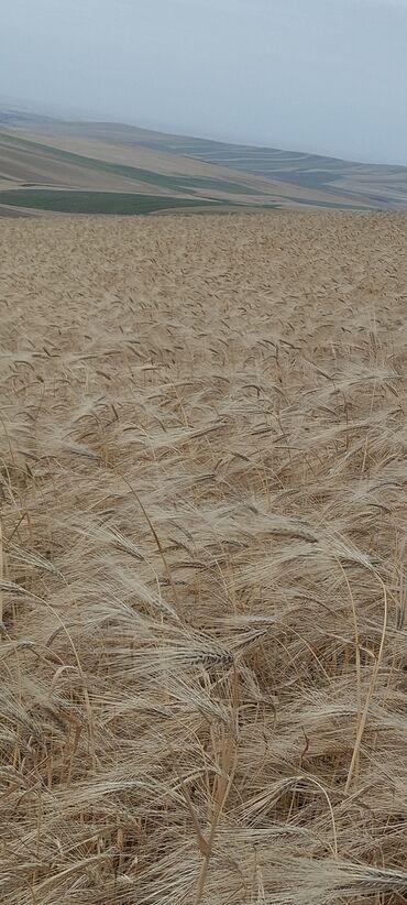 İçkilər: Məhsul: Arpa (taxıllıq sahədən) - Şəkillərdə geniş sahədə yetişmiş