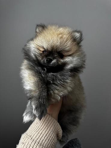 İtlər: Şpitz, 2 ay, Peyvəndli, Ünvandan götürmə, Pulsuz çatdırılma, Ödənişli çatdırılma — 10