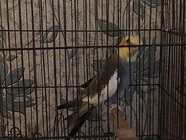 amadin satilir: Erkək Nimfa (Cockatiel) tutuquşusu satılır — 2